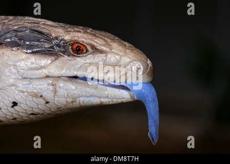 Close up della Australian Eastern Blue tongue Lucertola o Skink visualizzazione è luminoso linguetta Foto Stock