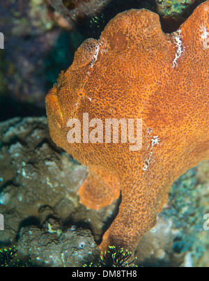 Arancione pesce rana gigante seduto su un corallo in attesa di preda a nuotare Foto Stock