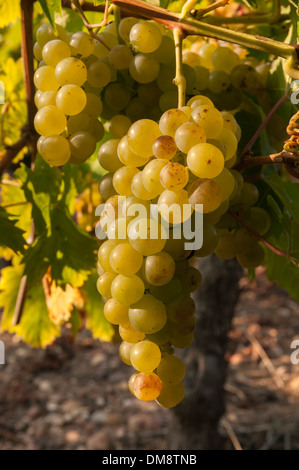 Elk213-2621v Francia, Alsazia, uve da vino, Riesling Foto Stock