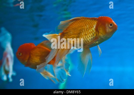 Pesce D'ORO (Carassius auratus auratus) nuotare in un piccolo serbatoio a RAYONG AQUARIUM - Rayong Thailandia Foto Stock