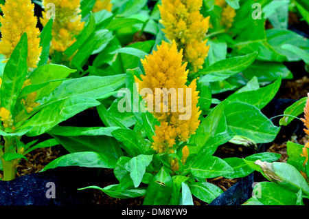 Cresta di gallo fiori Foto Stock