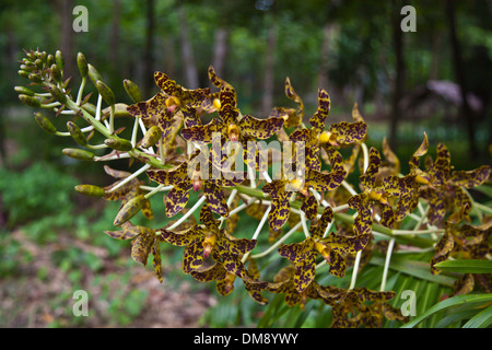 I mondi più grande Orchid, Il TIGER ORCHID (Grammatophyllum speciosum) cresce bene nei tropici - Southern, Thailandia Foto Stock