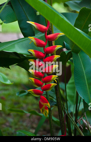 La bellissima (Heliconia rostrata) sapere come il Lobster CLAW o falso uccello del paradiso - Tailandia Foto Stock