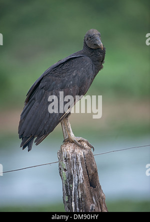 Avvoltoio nero (Coragyps atratus) arroccato su di un palo da recinzione, il Pantanal, Mato Grosso, Brasile Foto Stock