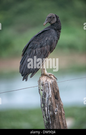 Avvoltoio nero (Coragyps atratus) arroccato su di un palo da recinzione, il Pantanal, Mato Grosso, Brasile Foto Stock