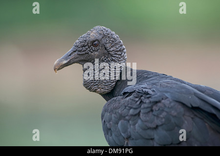 Avvoltoio nero (Coragyps atratus), il Pantanal, Mato Grosso, Brasile Foto Stock