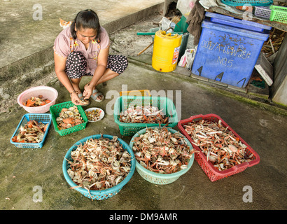 I granchi di pulizia nel mercato di granchio su Koh Sukorn isola in Tailandia Foto Stock