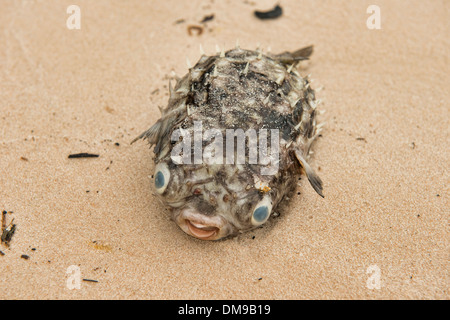 Puffer fish (Tetraodontidae) sulla spiaggia di Koh Sukorn isola in Tailandia Foto Stock