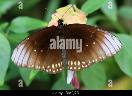 Il corvo comune butterfly a.k.a. Comuni indiana o corvo australiano ( Euploea core) Foto Stock