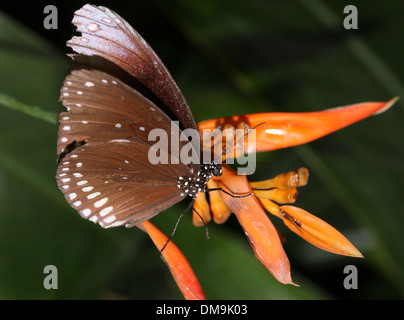 Il corvo comune butterfly a.k.a. Comuni indiana o corvo australiano ( Euploea core) alimentazione su un arancione fiore tropicale Foto Stock