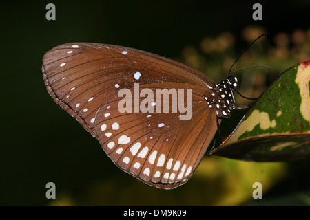 Il corvo comune butterfly a.k.a. Comuni indiana o corvo australiano ( Euploea core) Foto Stock