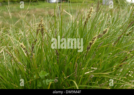 Maggiore Tussock-carici, Carex paniculata Foto Stock