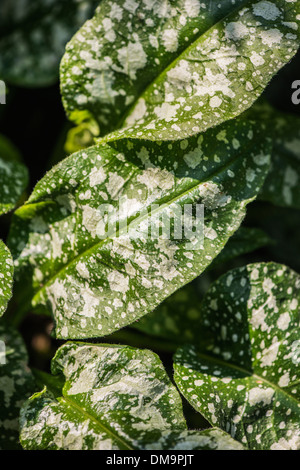 Lungwort (Pulmonaria Officinalis) erba medicinale utilizzato nel trattamento di malattie del torace e asma Foto Stock