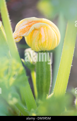 Zucchine (Cucurbita pepo) cresce in giardino Foto Stock