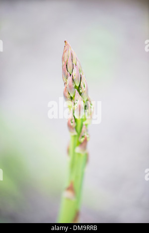 Primo piano di crescita a base di asparagi in un orto Foto Stock