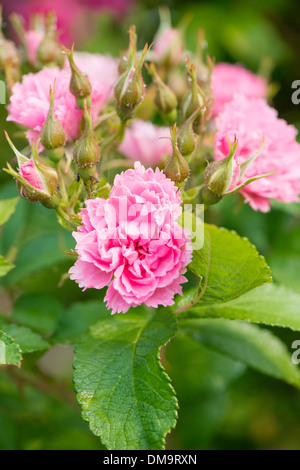 Rosaio con fiori di colore rosa in giardino Foto Stock