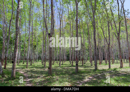 Struttura in gomma plantation con vaschette di raccolta in Thailandia Foto Stock