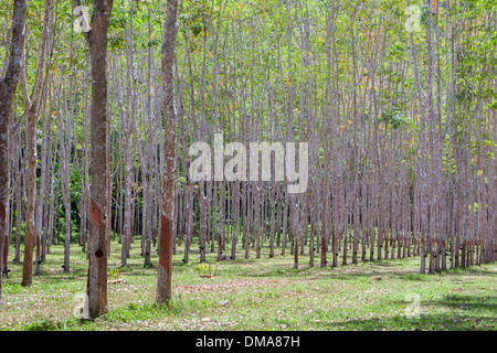 Struttura in gomma plantation con vaschette di raccolta in Thailandia Foto Stock