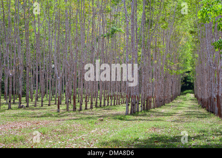 Struttura in gomma plantation con vaschette di raccolta in Thailandia Foto Stock