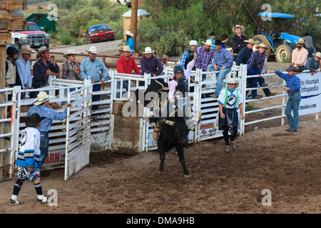 Cowboy a cavallo dei contraccolpi bronco presso il Rimrock rodeo, Grand Junction, Colorado, STATI UNITI D'AMERICA Foto Stock