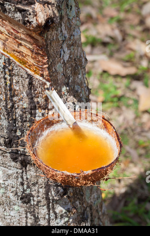 Sap di lattice che gocciola fuori di un albero in una piantagione di gomma, Thailandia Foto Stock