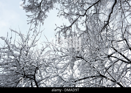 Tangled rami di albero rivestito di uno spesso strato di neve bianca contro il cielo blu d'inverno. Pattern. Consistenza Foto Stock