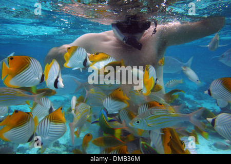 Rarotonga Island. Isole Cook. Polinesia. Oceano Pacifico del sud. Immersioni in laguna con il grande pesce,Diving Center in Rarotonga Foto Stock