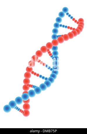 Modello di DNA su sfondo bianco Illustrazione Vettoriale