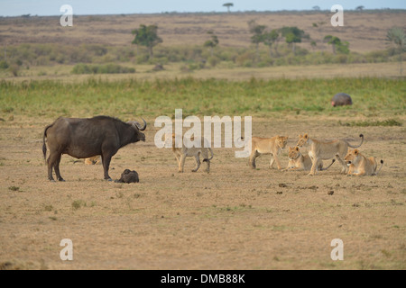 East African Lion - Masai Lion (Panthera leo nubica) orgoglio pronto a sferrare un attacco contro un bufalo femmina & il suo vitello neonato Kenya Foto Stock