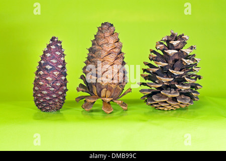 Tre membri di una ponderosa pine cono nella modalità di semina Foto Stock