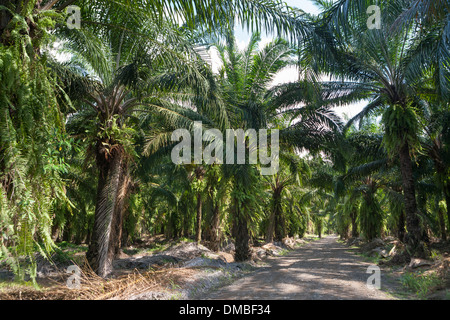Palm africana di piantagioni in Costa Rica. Nativo di West Africa, Elacis guineensis è stato piantato negli anni quaranta da United Fruit Co. Foto Stock