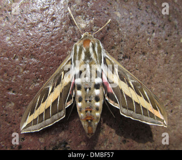 Bianco-rivestita sphinx Moth Hyles lineata Foto Stock