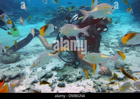 Rarotonga Island. Isole Cook. Polinesia. Oceano Pacifico del sud. Immersioni in laguna con il grande pesce,Diving Center in Rarotonga Foto Stock