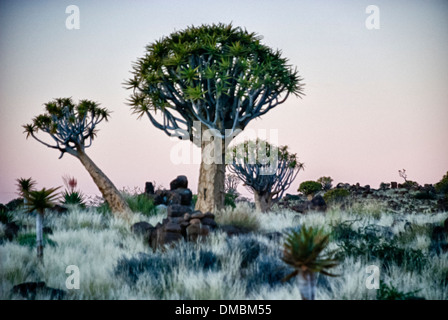 Faretra alberi, Kocurboom, Aloe dichotoma, Quiver tree forest, Gariganus Farm, Keetmannshoop, Namibia, Africa Foto Stock