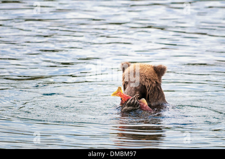 Orso grizzly mangiare salmone, Ursus arctos horriblis, fiume Brooks, Katmai National Park, Alaska, STATI UNITI D'AMERICA Foto Stock
