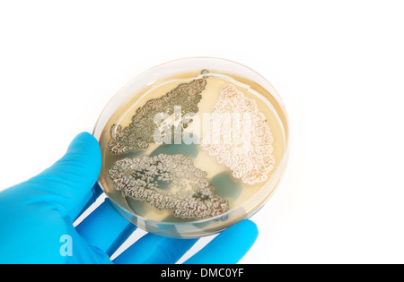 Funghi Penicillium su piastra di agar in laboratorio su sfondo bianco Foto Stock