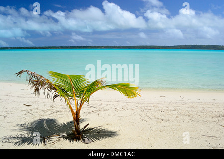 Baby palma cresce fino sulla spiaggia remota di Ee Isola, Laguna Aitutaki, Isole Cook Foto Stock