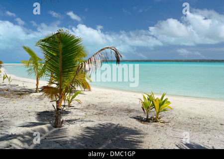 Baby palma cresce fino sulla spiaggia remota di Ee Isola, Laguna Aitutaki, Isole Cook Foto Stock