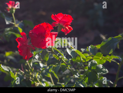 Bellissime rose rosse in giardino Foto Stock