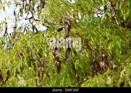 Semi di alberi in cialde nero Foto Stock