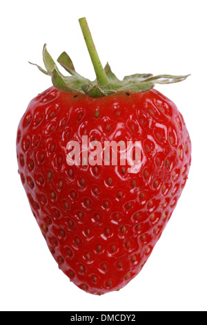Appena raccolto fragola isolati su sfondo bianco Foto Stock