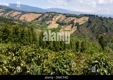 Piantagioni di caffè e di terreni agricoli di rotolamento in Costa Rica. Foto Stock