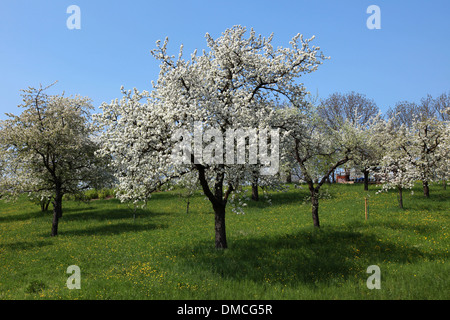 Fioritura di ciliegio su un verde prato in primavera Foto Stock