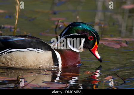 Anatra di legno (Aix sponsa) maschio sul lago a Brookwood Marsh, Nanaimo, BC, Isola di Vancouver, Canada nel Maggio Foto Stock