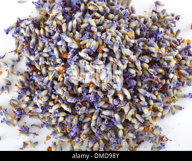 Fiori di lavanda su sfondo bianco Foto Stock