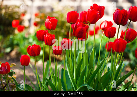 Tulipani rossi aiuola closeup in primavera Foto Stock