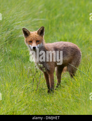 Fox guardando verso viewer Foto Stock