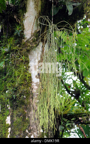 Gli epifiti Tortuguero, Parco Nazionale di Tortuguero, Limon Provincia, Costa Rica. Foto Stock