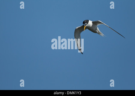 Fraticello (Sternnula albifrons) Foto Stock