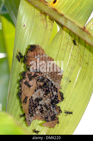 Un Nido di piccole vespe sociale sotto una foglia di banano. Braulio Carillo, Horquetas, Sarapiqui, Costa Rica. Foto Stock